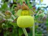 Calceolaria fiebrigiana