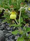 Calceolaria fiebrigiana