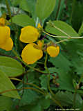 Calceolaria filicaulis