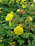 Calceolaria tripartita