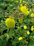 Calceolaria tripartita