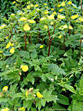 Calceolaria tripartita