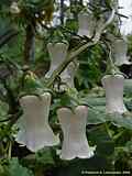 Campanulaceae