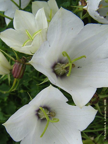 Campanula carpatica