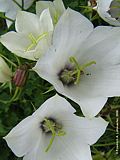 Campanula carpatica