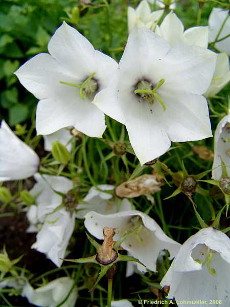 Campanula carpatica