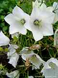 Campanula carpatica