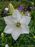 Campanula carpatica