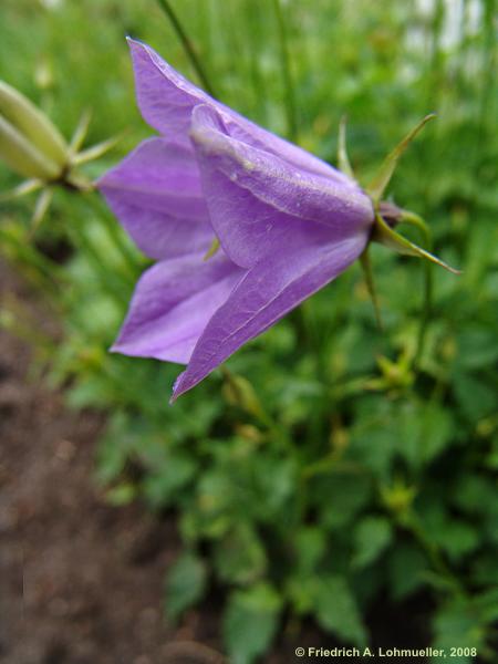 Campanula carpatica