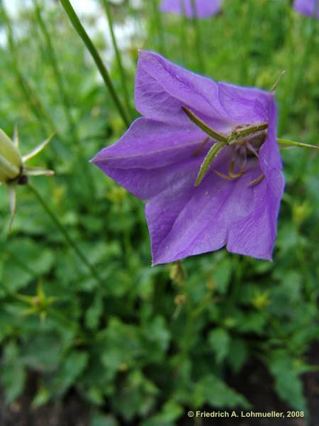 Campanula carpatica