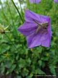 Campanula carpatica