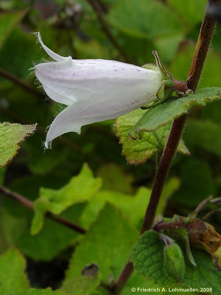 Campanula makaschvilii