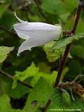 Campanula makaschvilii