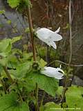 Campanula makaschvilii