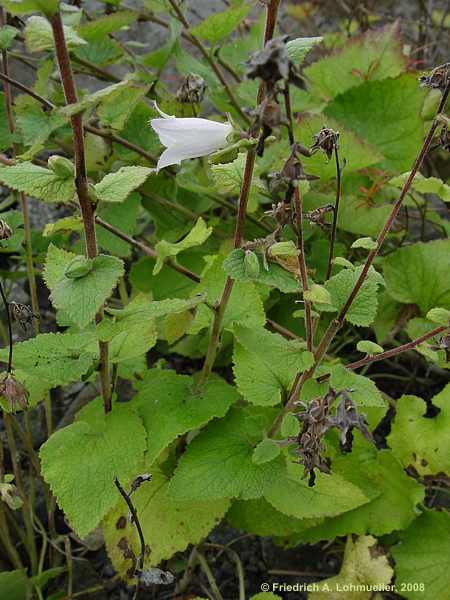 Campanula makaschvilii