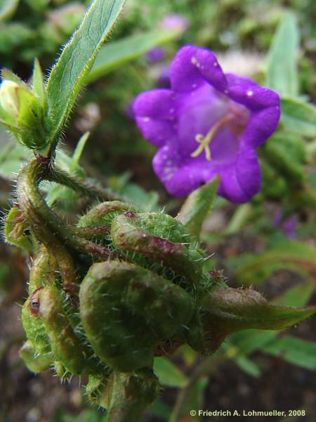 Campanula medium