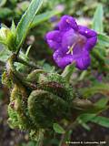 Campanula medium