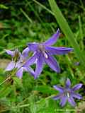 Campanula patula