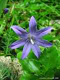 Campanula patula