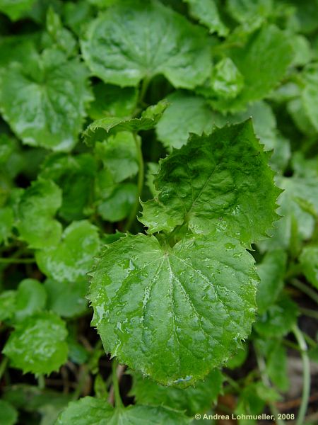 Campanula patula