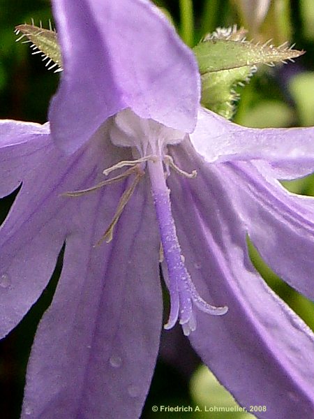 Campanula patula