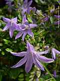 Campanula patula