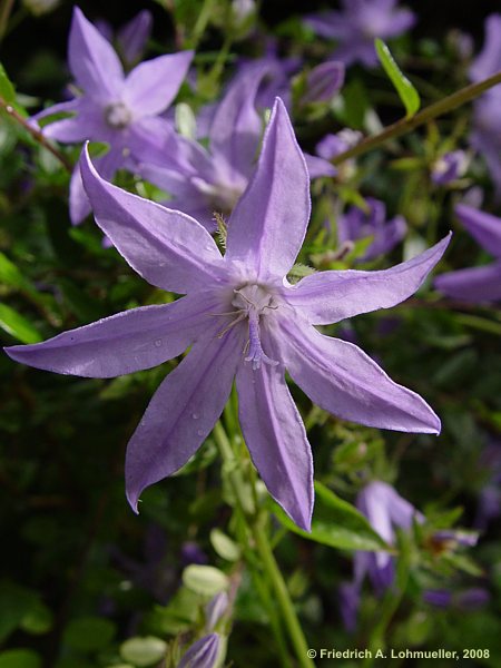 Campanula patula