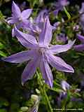 Campanula patula