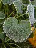 Campanula patula