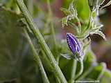 Campanula patula