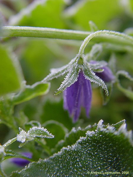 Campanula patula