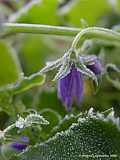 Campanula patula