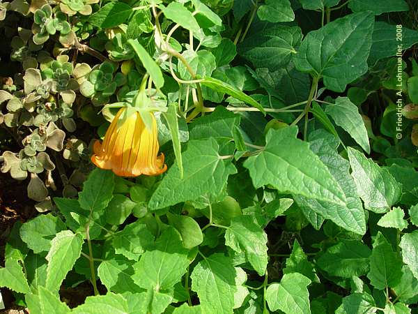 Canarina canariensis