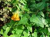 Canarina canariensis