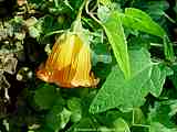 Canarina canariensis