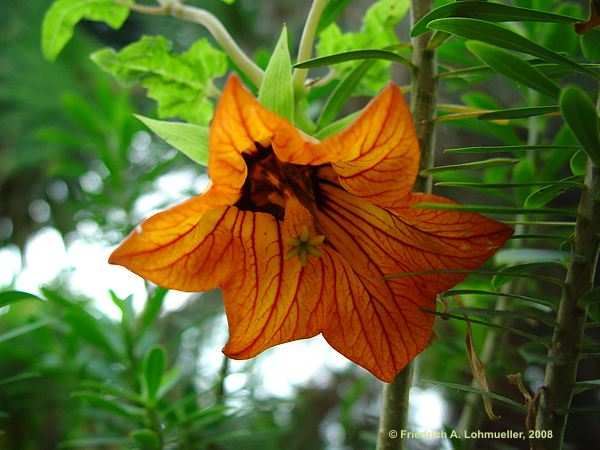 Canarina canariensis