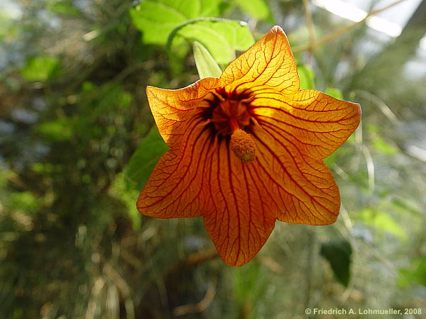 Canarina canariensis