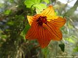 Canarina canariensis