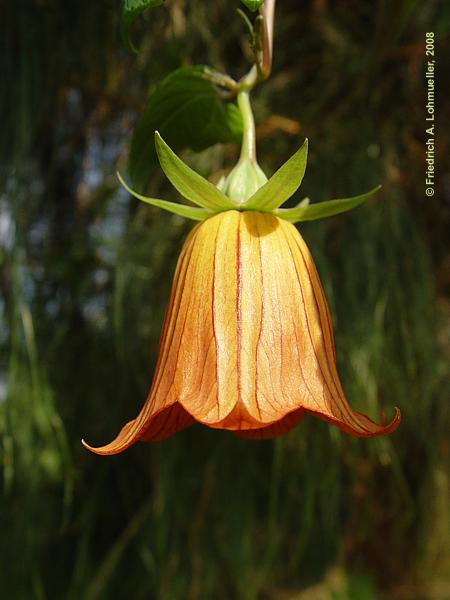 Canarina canariensis