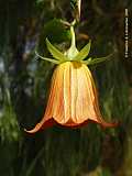 Canarina canariensis