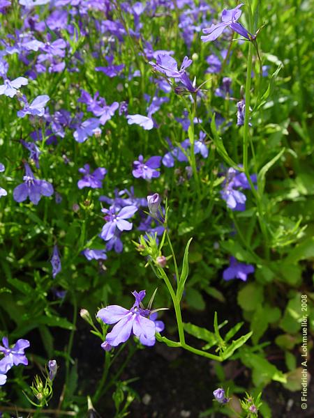 Lobelia ernius