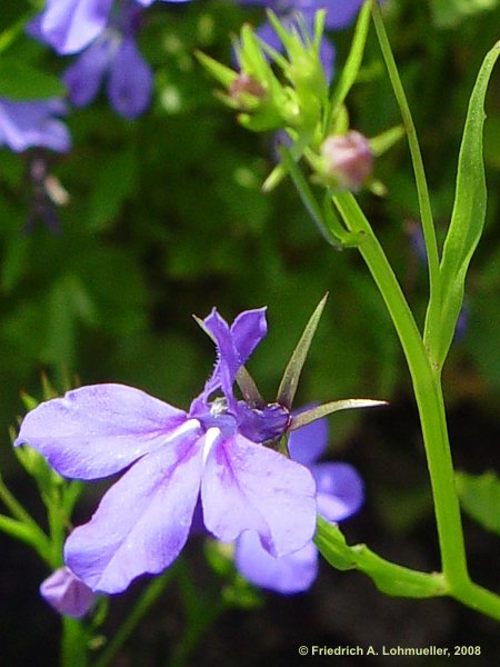 Lobelia ernius