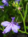 Lobelia ernius