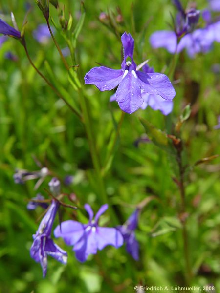 Lobelia ernius