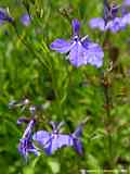 Lobelia ernius