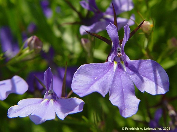 Lobelia ernius