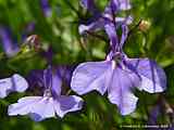 Lobelia ernius