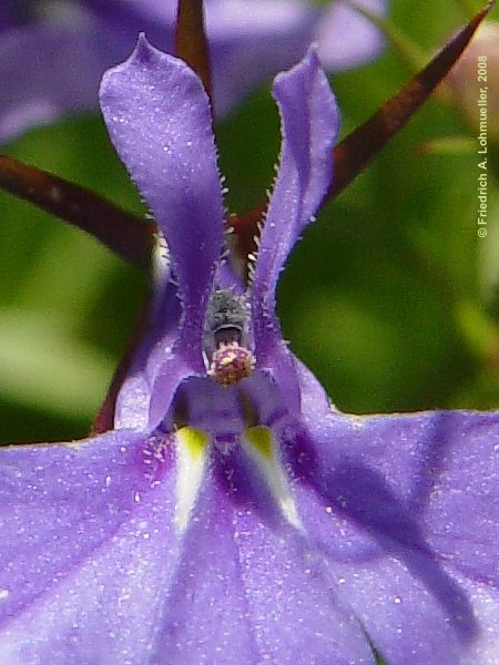 Lobelia ernius