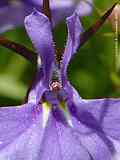 Lobelia ernius