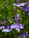 Lobelia ernius